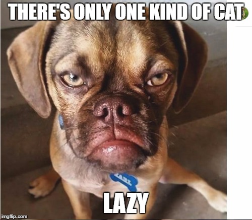 THERE'S ONLY ONE KIND OF CAT LAZY | made w/ Imgflip meme maker