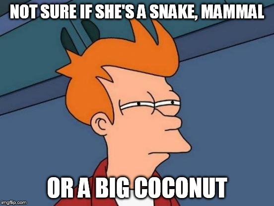 Futurama Fry Meme | NOT SURE IF SHE'S A SNAKE, MAMMAL OR A BIG COCONUT | image tagged in memes,futurama fry | made w/ Imgflip meme maker