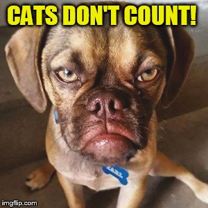 CATS DON'T COUNT! | made w/ Imgflip meme maker