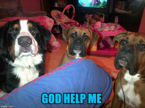 dogs | GOD HELP ME | image tagged in dogs | made w/ Imgflip meme maker