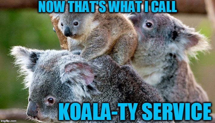 NOW THAT'S WHAT I CALL; KOALA-TY SERVICE | image tagged in quality service | made w/ Imgflip meme maker