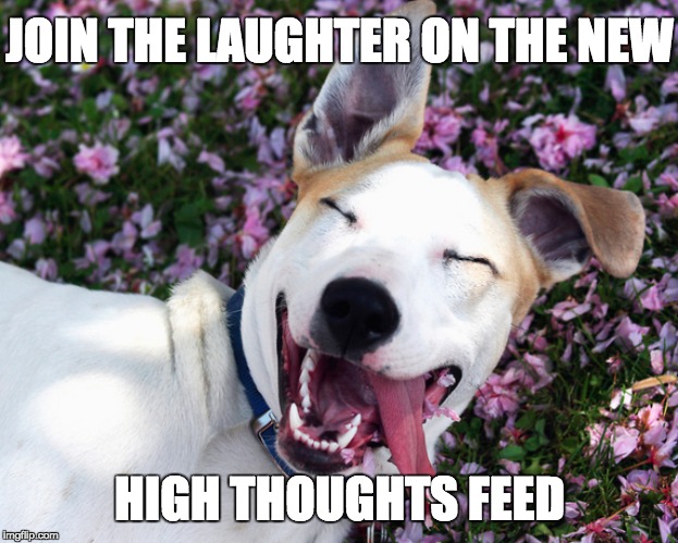 Laughing Stoned Puppy |  JOIN THE LAUGHTER ON THE NEW; HIGH THOUGHTS FEED | image tagged in dogs,too funny,funny dogs,stoned dog | made w/ Imgflip meme maker