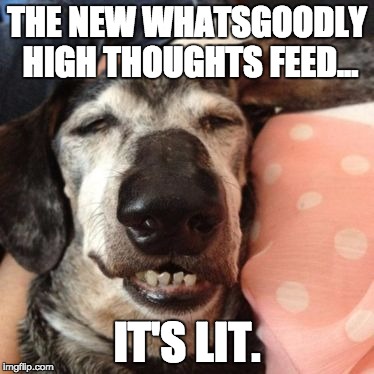 High Thoughts Feed, it's Lit. | THE NEW WHATSGOODLY HIGH THOUGHTS FEED... IT'S LIT. | image tagged in funny,hilarious,funny dogs,dogs | made w/ Imgflip meme maker