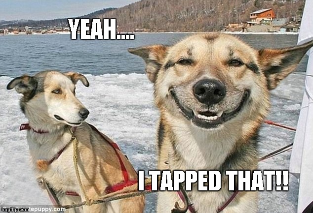 YEAH.... I TAPPED THAT!! | image tagged in funny dog | made w/ Imgflip meme maker