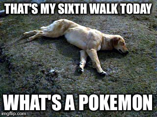 Exhausted Dog | THAT'S MY SIXTH WALK TODAY; WHAT'S A POKEMON | image tagged in exhausted dog | made w/ Imgflip meme maker