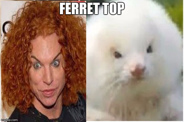 Ferret Top | FERRET TOP | image tagged in ferret,carrot top,poodle,steroids | made w/ Imgflip meme maker