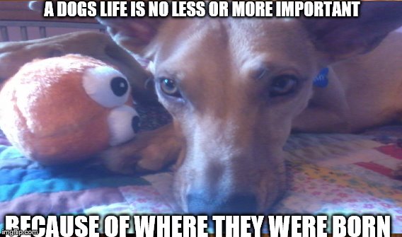 A Dog's life | A DOGS LIFE IS NO LESS OR MORE IMPORTANT; BECAUSE OF WHERE THEY WERE BORN | image tagged in memes | made w/ Imgflip meme maker