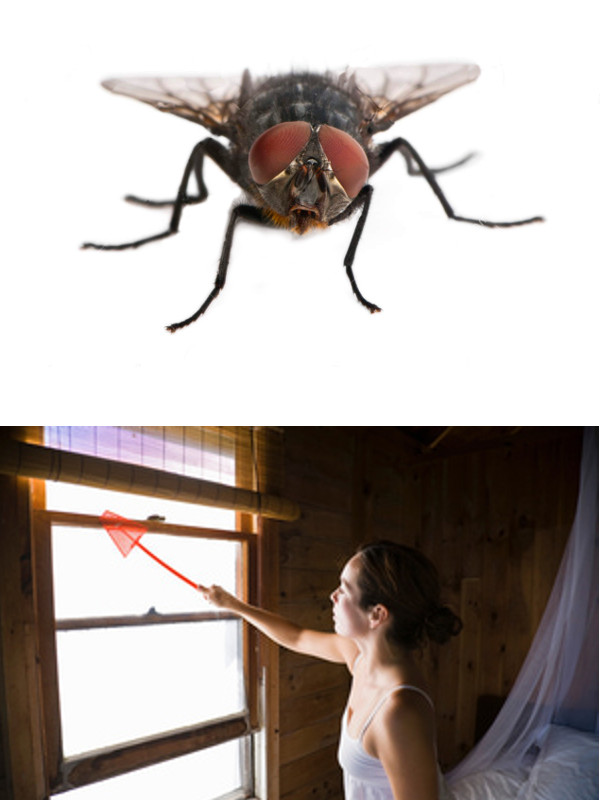 High Quality House Fly Swat Blank Meme Template