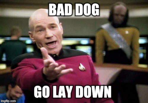 Picard Wtf Meme | BAD DOG GO LAY DOWN | image tagged in memes,picard wtf | made w/ Imgflip meme maker
