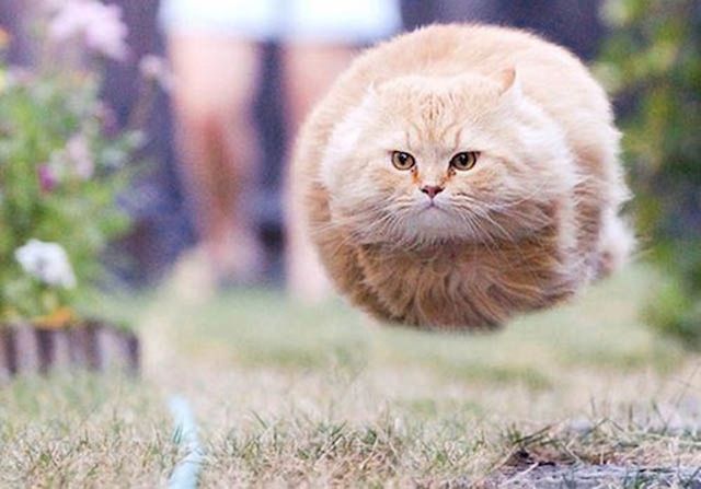 Physics Cat Blank Meme Template