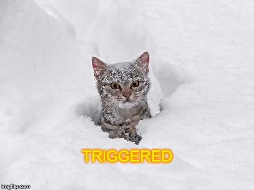 Disgruntled Kitteh | TRIGGERED | image tagged in triggered,disgruntled kitteh,memes,funny memes | made w/ Imgflip meme maker