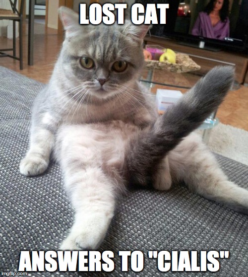 LOST CAT; ANSWERS TO "CIALIS" | image tagged in animals,animal fail,fail,erection,sex,cats | made w/ Imgflip meme maker