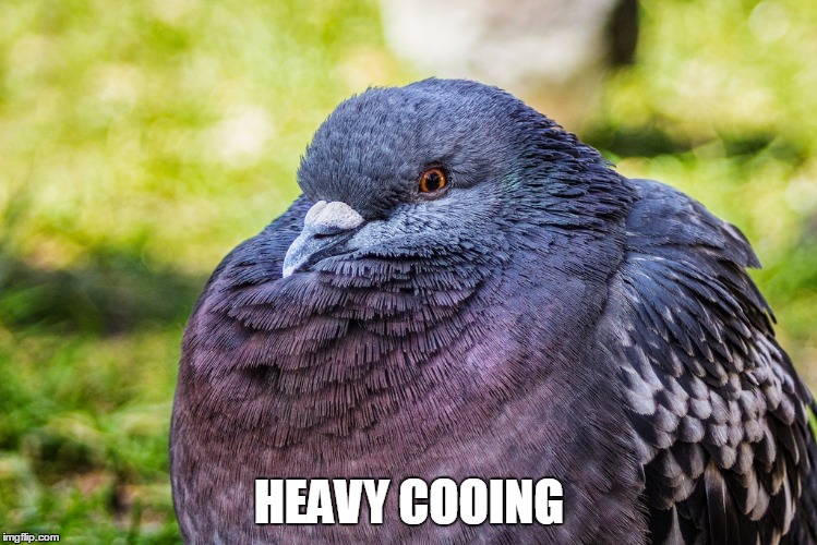 HEAVY COOING | made w/ Imgflip meme maker