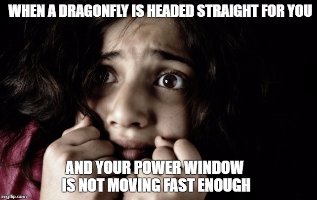 Fear | WHEN A DRAGONFLY IS HEADED STRAIGHT FOR YOU; AND YOUR POWER WINDOW IS NOT MOVING FAST ENOUGH | image tagged in fear | made w/ Imgflip meme maker