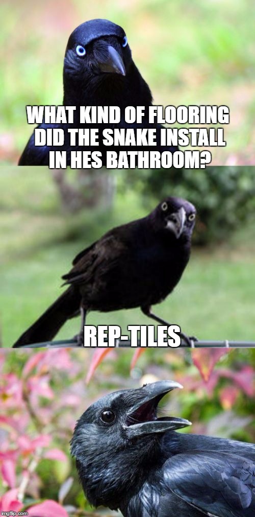 bad pun crow | WHAT KIND OF FLOORING DID THE SNAKE INSTALL IN HES BATHROOM? REP-TILES | image tagged in bad pun,memes,bad pun crow | made w/ Imgflip meme maker