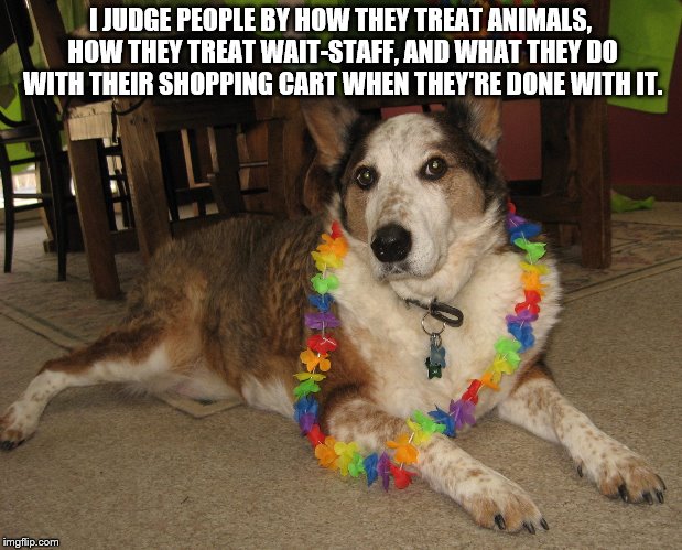 I JUDGE PEOPLE BY HOW THEY TREAT ANIMALS, HOW THEY TREAT WAIT-STAFF, AND WHAT THEY DO WITH THEIR SHOPPING CART WHEN THEY'RE DONE WITH IT. | image tagged in spike | made w/ Imgflip meme maker