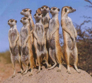 meerkats Blank Meme Template