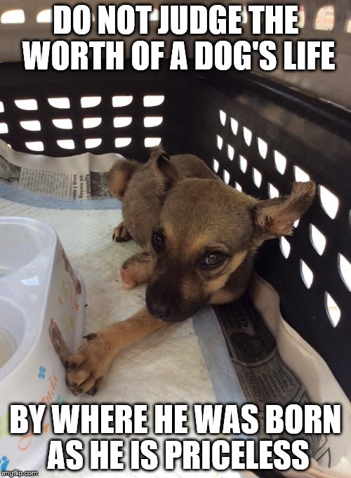 dog's worth | DO NOT JUDGE THE WORTH OF A DOG'S LIFE; BY WHERE HE WAS BORN AS HE IS PRICELESS | image tagged in memes | made w/ Imgflip meme maker