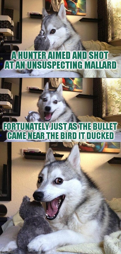 Bad Pun Dog | A HUNTER AIMED AND SHOT AT AN UNSUSPECTING MALLARD; FORTUNATELY JUST AS THE BULLET CAME NEAR THE BIRD IT DUCKED | image tagged in memes,bad pun dog | made w/ Imgflip meme maker