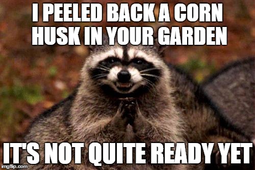 Evil Plotting Raccoon | I PEELED BACK A CORN HUSK IN YOUR GARDEN; IT'S NOT QUITE READY YET | image tagged in memes,evil plotting raccoon | made w/ Imgflip meme maker