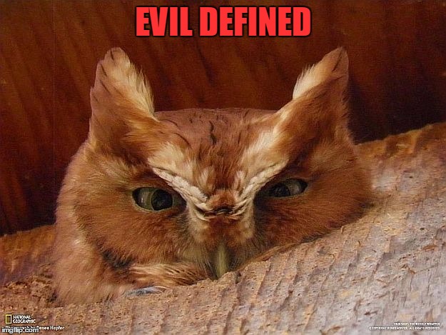 EVIL DEFINED | image tagged in angry owl | made w/ Imgflip meme maker