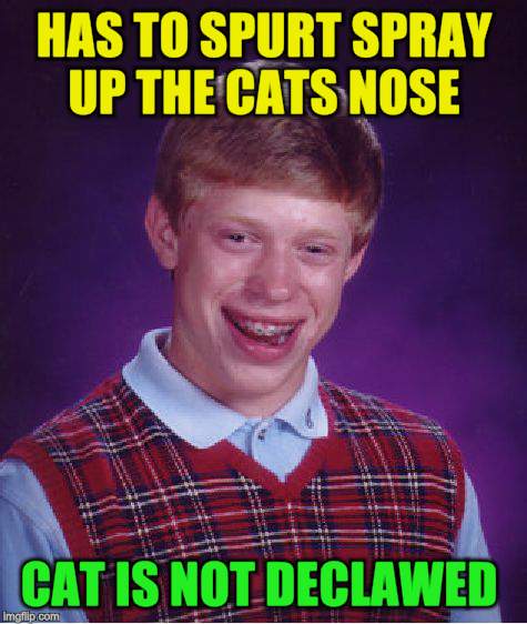 Bad Luck Brian Meme | HAS TO SPURT SPRAY UP THE CATS NOSE CAT IS NOT DECLAWED | image tagged in memes,bad luck brian | made w/ Imgflip meme maker