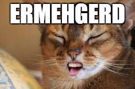 ERMEHGERD | image tagged in omg,ermegerd,cat | made w/ Imgflip meme maker