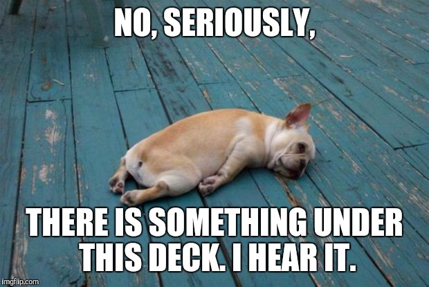 Tired dog |  NO, SERIOUSLY, THERE IS SOMETHING UNDER THIS DECK. I HEAR IT. | image tagged in tired dog | made w/ Imgflip meme maker
