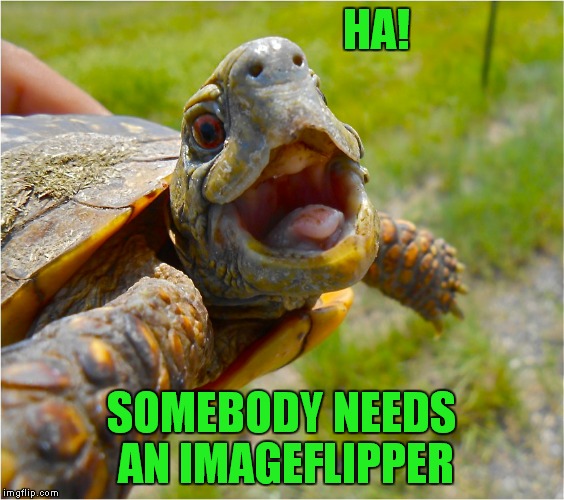 HA! SOMEBODY NEEDS AN IMAGEFLIPPER | made w/ Imgflip meme maker