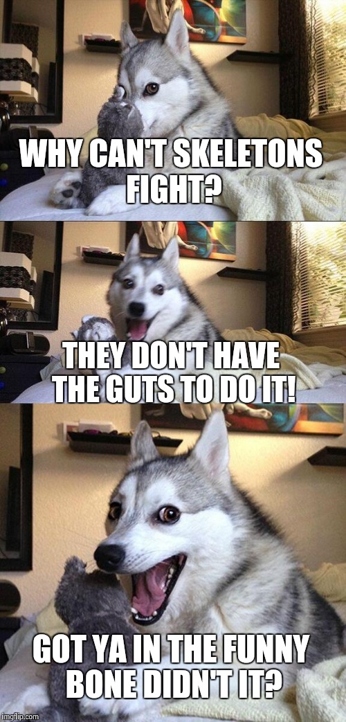 Bad Pun Dog | WHY CAN'T SKELETONS FIGHT? THEY DON'T HAVE THE GUTS TO DO IT! GOT YA IN THE FUNNY BONE DIDN'T IT? | image tagged in memes,bad pun dog | made w/ Imgflip meme maker