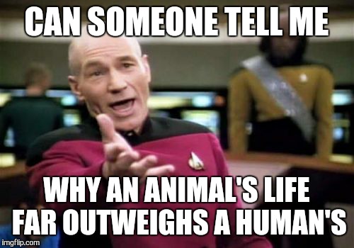 You can't tell me it's not true | CAN SOMEONE TELL ME; WHY AN ANIMAL'S LIFE FAR OUTWEIGHS A HUMAN'S | image tagged in memes,picard wtf | made w/ Imgflip meme maker