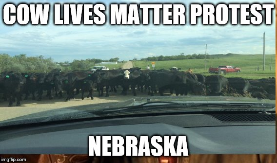 Cow Lives | COW LIVES MATTER PROTEST; NEBRASKA | image tagged in protest | made w/ Imgflip meme maker