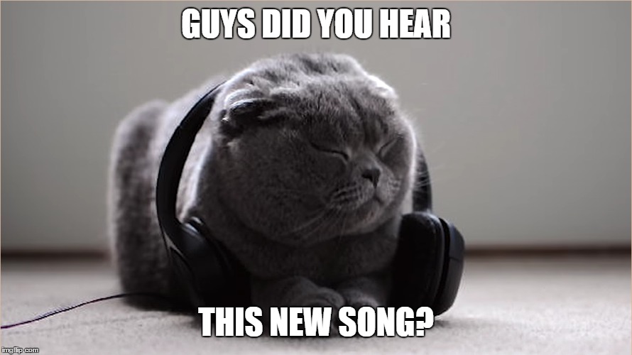 GUYS DID YOU HEAR; THIS NEW SONG? | image tagged in cats,cat,memes | made w/ Imgflip meme maker
