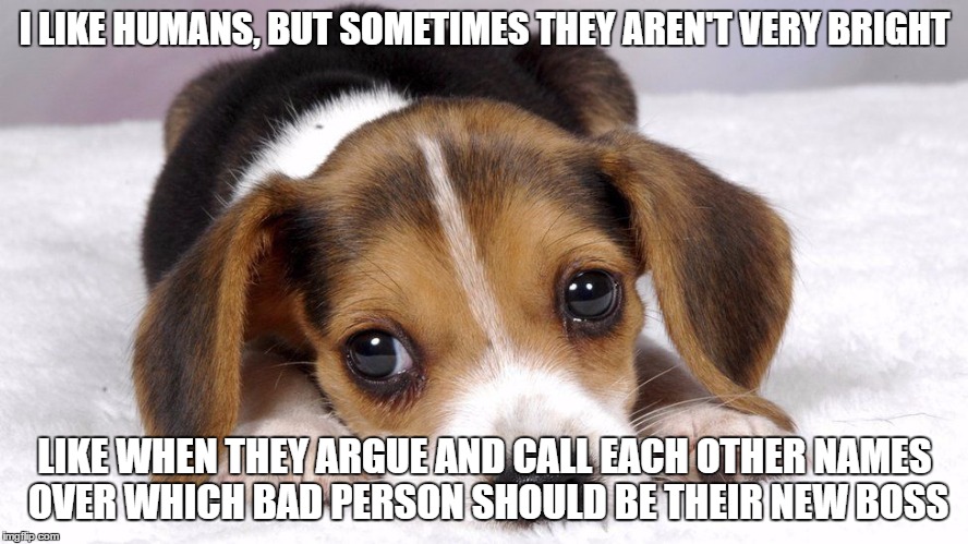 I LIKE HUMANS, BUT SOMETIMES THEY AREN'T VERY BRIGHT; LIKE WHEN THEY ARGUE AND CALL EACH OTHER NAMES OVER WHICH BAD PERSON SHOULD BE THEIR NEW BOSS | image tagged in politics,cute puppies | made w/ Imgflip meme maker