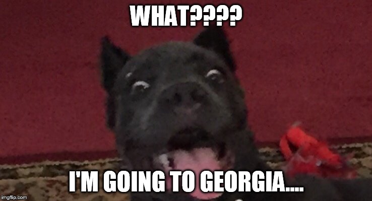 Bella going to GA | WHAT???? I'M GOING TO GEORGIA.... | image tagged in dog | made w/ Imgflip meme maker