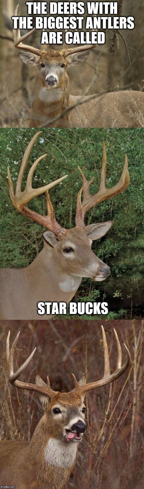 Bad Pun Buck | THE DEERS WITH THE BIGGEST ANTLERS ARE CALLED; STAR BUCKS | image tagged in bad pun buck | made w/ Imgflip meme maker