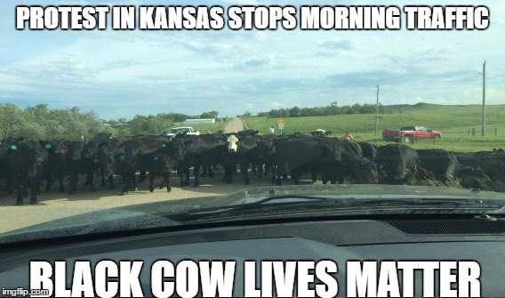 PROTEST IN KANSAS STOPS MORNING TRAFFIC; BLACK COW LIVES MATTER | image tagged in blacklivesmatter | made w/ Imgflip meme maker