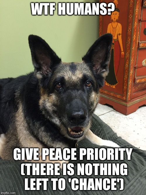 WTF HUMANS? GIVE PEACE PRIORITY (THERE IS NOTHING LEFT TO 'CHANCE') | image tagged in sophie rules | made w/ Imgflip meme maker