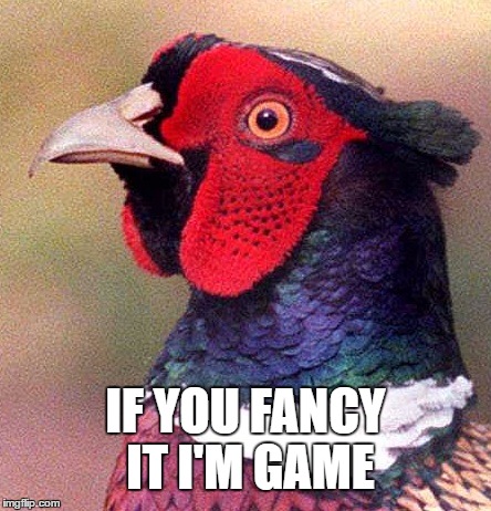 Pheasant | IF YOU FANCY IT I'M GAME | image tagged in pheasanthead,pheasant,memes,meme,game | made w/ Imgflip meme maker