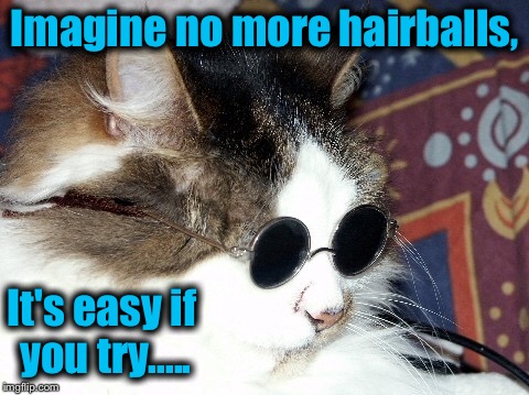 Is it me, or does this cat really look like John Lennon?  | Imagine no more hairballs, It's easy if you try..... | image tagged in stoned cat,memes,funny,evilmandoevil | made w/ Imgflip meme maker