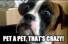 PET A PET, THAT'S CRAZY! | made w/ Imgflip meme maker