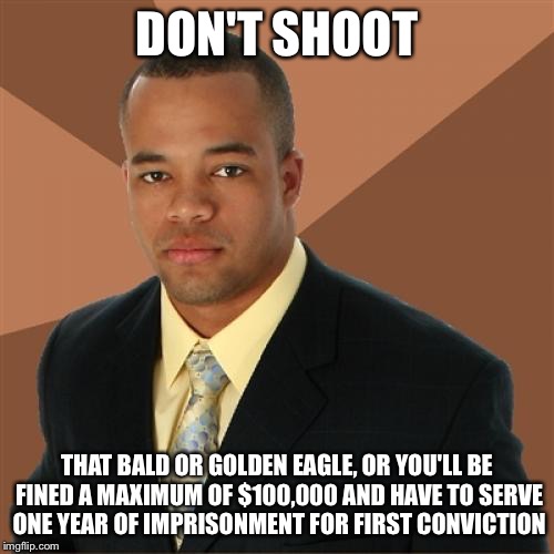 Don't Shoot | DON'T SHOOT; THAT BALD OR GOLDEN EAGLE, OR YOU'LL BE FINED A MAXIMUM OF $100,000 AND HAVE TO SERVE ONE YEAR OF IMPRISONMENT FOR FIRST CONVICTION | image tagged in memes,successful black man | made w/ Imgflip meme maker