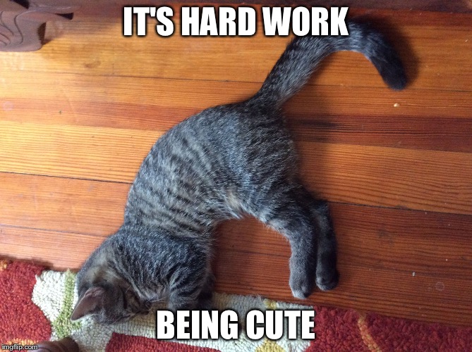 Memable Moments 2016 |  IT'S HARD WORK; BEING CUTE | image tagged in on break cat,funny,cute,memes,sleep,kittens | made w/ Imgflip meme maker