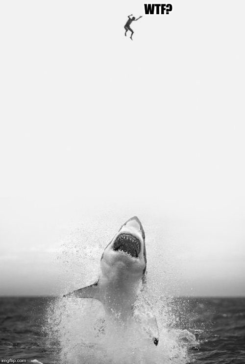 When Shark Week is over and you THOUGHT it was Safe to go Back in the Water! | WTF? | image tagged in sharq,shark week,memes,funny,wtf | made w/ Imgflip meme maker