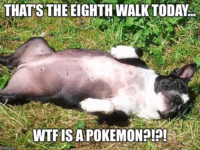 Boston terrier  | THAT'S THE EIGHTH WALK TODAY... WTF IS A POKEMON?!?! | image tagged in boston terrier | made w/ Imgflip meme maker
