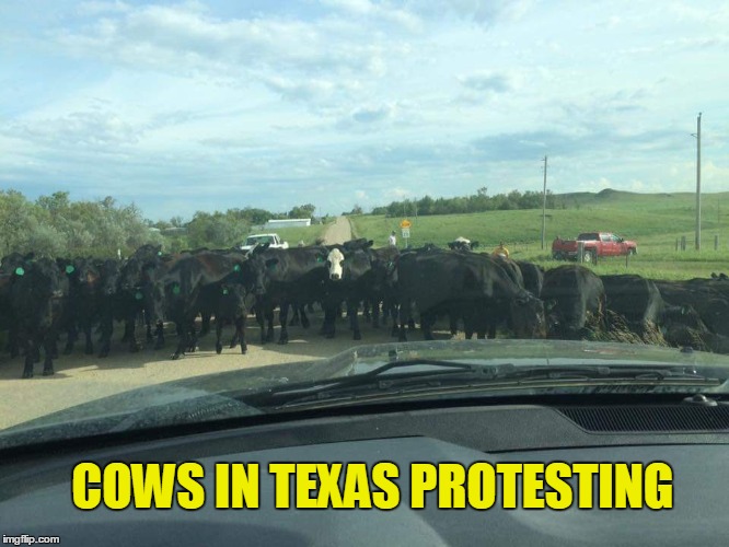 Cows in Texas Protesting | COWS IN TEXAS PROTESTING | image tagged in black lives matter,vince vance,protesters blocking road,texas,black cattle | made w/ Imgflip meme maker