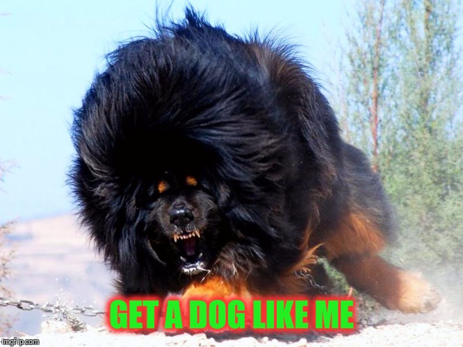 Fluffy wuffy | GET A DOG LIKE ME | image tagged in fluffy wuffy | made w/ Imgflip meme maker