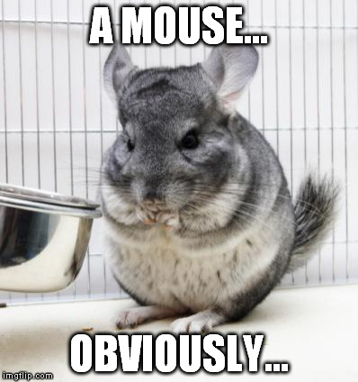 A MOUSE... OBVIOUSLY... | made w/ Imgflip meme maker