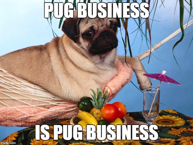Pug Business | PUG BUSINESS; IS PUG BUSINESS | image tagged in its a pug life,funny,pugs,meme | made w/ Imgflip meme maker