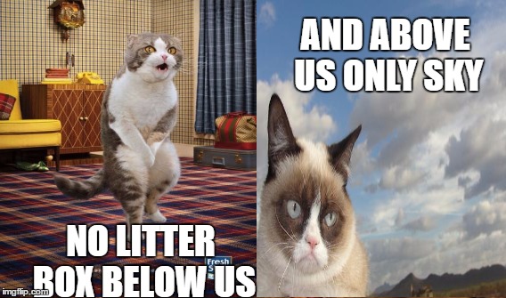 NO LITTER BOX BELOW US AND ABOVE US ONLY SKY | made w/ Imgflip meme maker